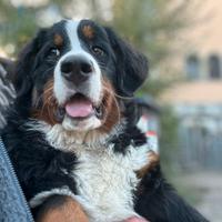 Cuccioletta di bovaro del bernese