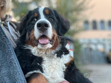 Cuccioletta di bovaro del bernese