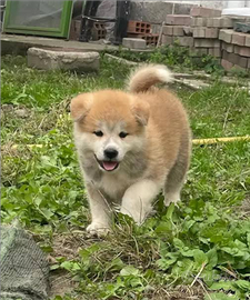 Akita Inu con pedigree ENCI