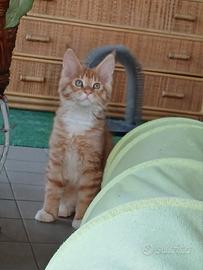 Ultimo maschietto Maine coon