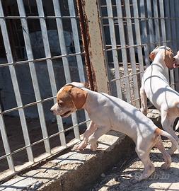 Pointer inglese