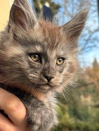 Cuccioli Maine coon