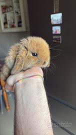 Coniglio Ariete nano