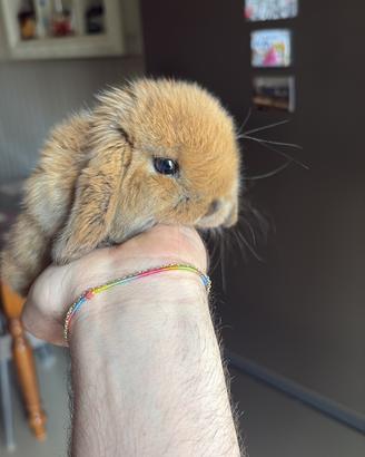 Coniglio Ariete nano