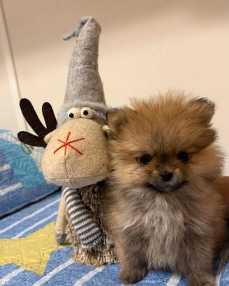 Piccolissimo cucciolo di volpino della Pomerania