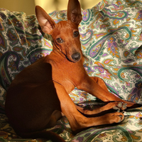 Pinscher nano