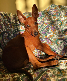 Pinscher nano