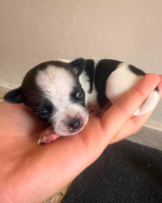 chihuahua