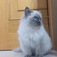 British Longhair