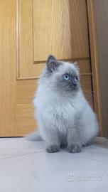 British Longhair