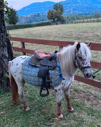 pony appalosa