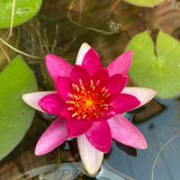 Ninfea Pygmea Rubra - Pianta Laghetto e Minipond