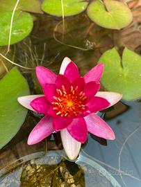 Ninfea Pygmea Rubra - Pianta Laghetto e Minipond