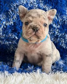 Cuccioli di bulldog francese occhi chiari