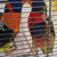 Animali