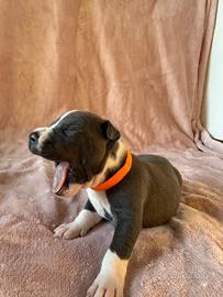 Cucciolo di cane Amstaff - Blue