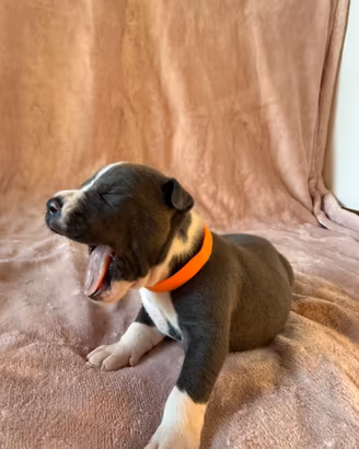 Cucciolo di cane Amstaff - Blue