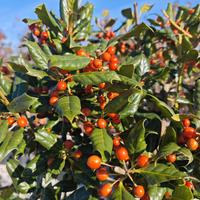 Ilex Nellie Steven
