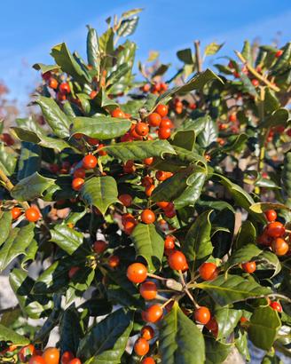 Ilex Nellie Steven