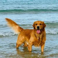 Golden Retriever accoppiamento