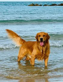 Golden Retriever accoppiamento