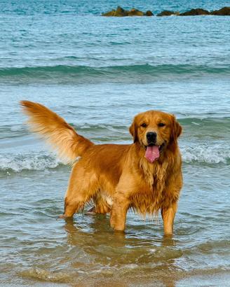 Golden Retriever accoppiamento