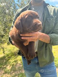 Labrador retriever Cioccolato