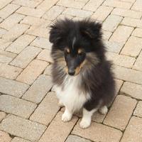 Pastore dello shetland il mini lassie