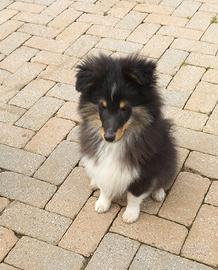 Pastore dello shetland il mini lassie