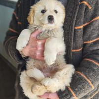 Cucciolo taglia medio grande