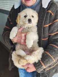 Cucciolo taglia medio grande