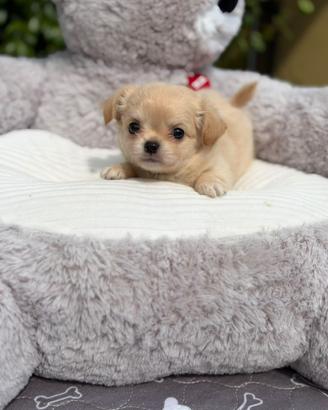 Chihuahua