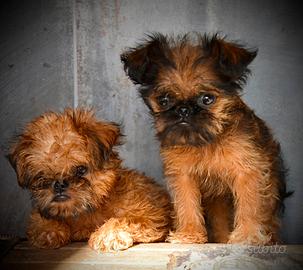 Griffoncini di Bruxelles
