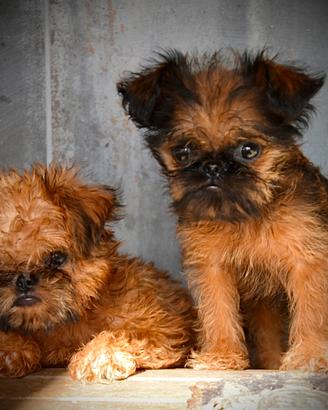 Griffoncini di Bruxelles