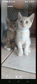 gattini mix siamese/ persiano 