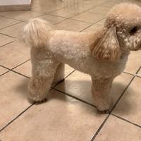 Barboncino nano disponibile per accoppiamento