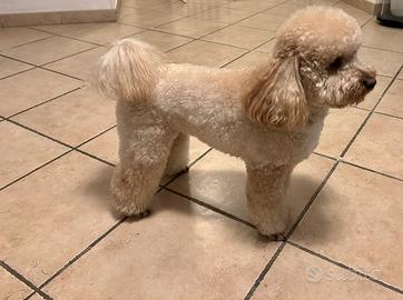 Barboncino nano disponibile per accoppiamento