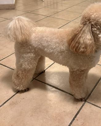 Barboncino nano disponibile per accoppiamento