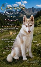 Cucciola di Siberian Husky FEMMINA