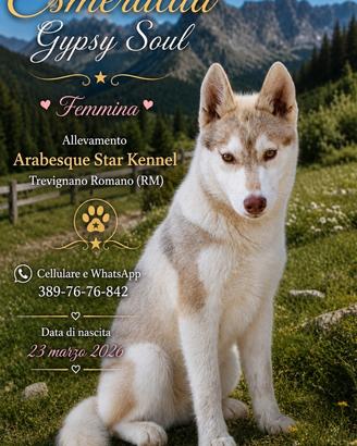 Cucciolata di Siberian Husky