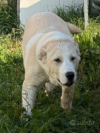 Femmina di Asia centrale