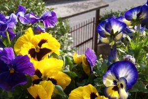 Residenza Capri a Vicenza