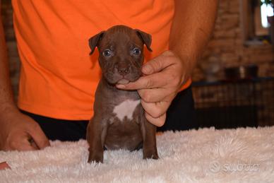Cuccioli di Pitbull