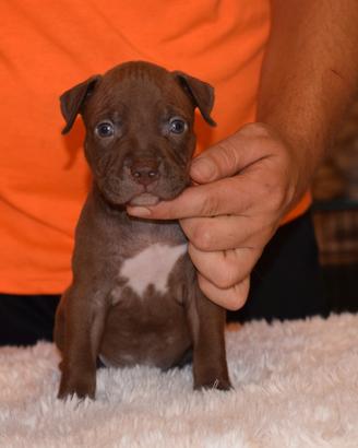 Cuccioli di Pitbull