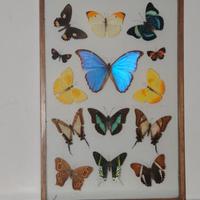 Bacheca/quadro farfalle