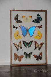 Bacheca/quadro farfalle