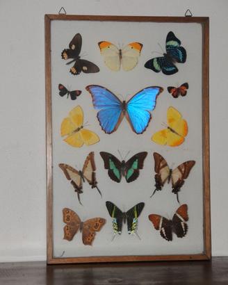 Bacheca/quadro farfalle