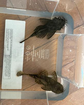 Ancistrus ( pesce pulitore) adulto