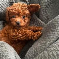 ORFEO - BARBONCINO TOY RED CUCCIOLI da 60e al mese