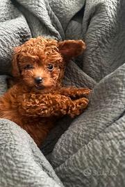 ORFEO - BARBONCINO TOY RED CUCCIOLI da 60e al mese